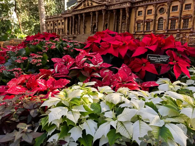 Poinsettias on display at the U.S. Botanic Garden's holiday exhibit "Season's Greenings."